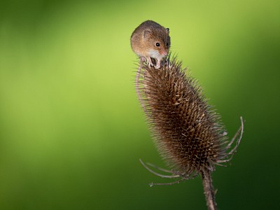 NATURE_FIELD_MOUSE_1_of_1