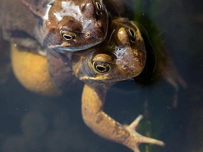 Fanstic frogs photograph
