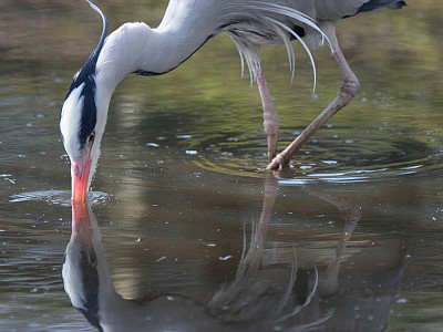 Great heron photograph