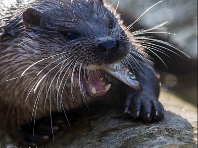 Great otter photograph